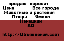 продаю  поросят  › Цена ­ 1 000 - Все города Животные и растения » Птицы   . Ямало-Ненецкий АО